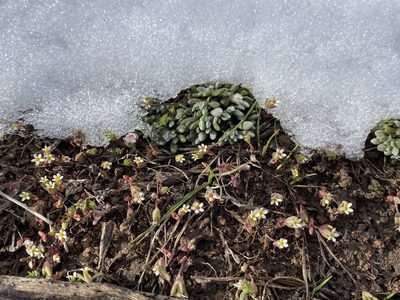 Gymnosteris parvula, photographed by Matt Berger