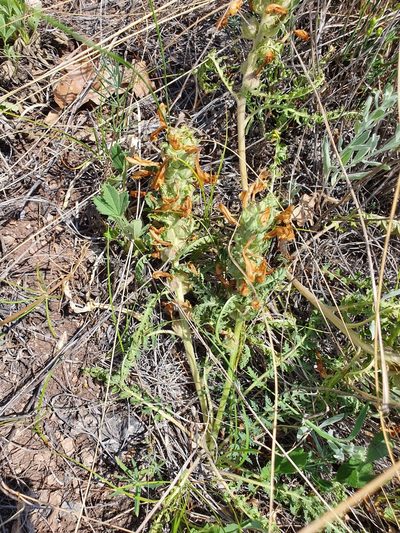Pedicularis physocalyx, photographed by Анна Митрошенкова