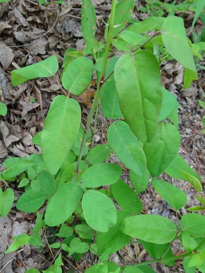 Desmodium laevigatum, photographed by Thomas Koffel