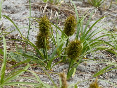 Carex macrocephala, photographed by J Straka