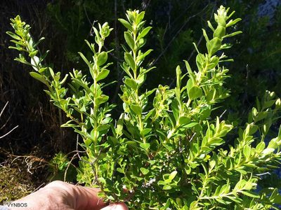 Agathosma crenulata, photographed by Chris Vynbos