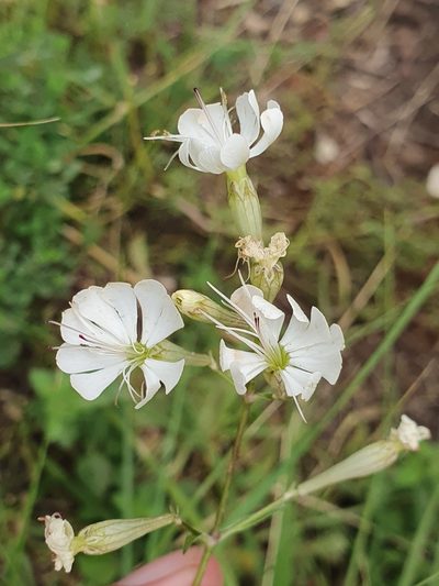 Silene patula, photographed by Mehdi Chetibi