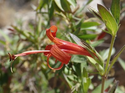 Anisacanthus thurberi, photographed by Nolan Exe
