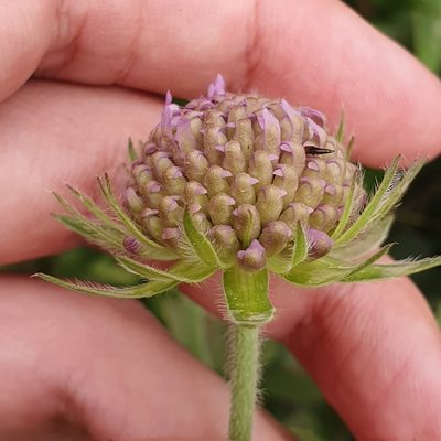 Knautia mauritanica, photographed by Mehdi Chetibi