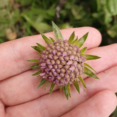 Knautia mauritanica, photographed by Mehdi Chetibi