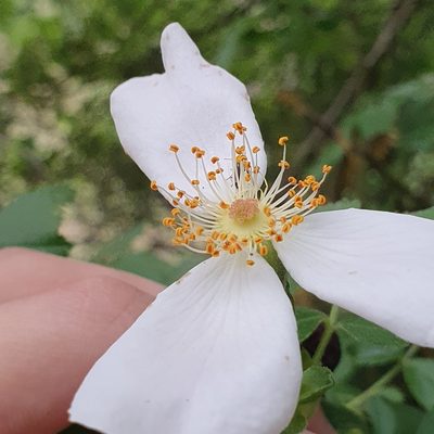 Rosa corymbifera, photographed by Mehdi Chetibi