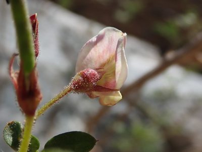 Coursetia glandulosa, photographed by Nolan Exe