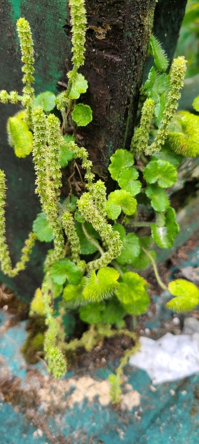 Hydrocotyle hirsuta, photographed by ritirene