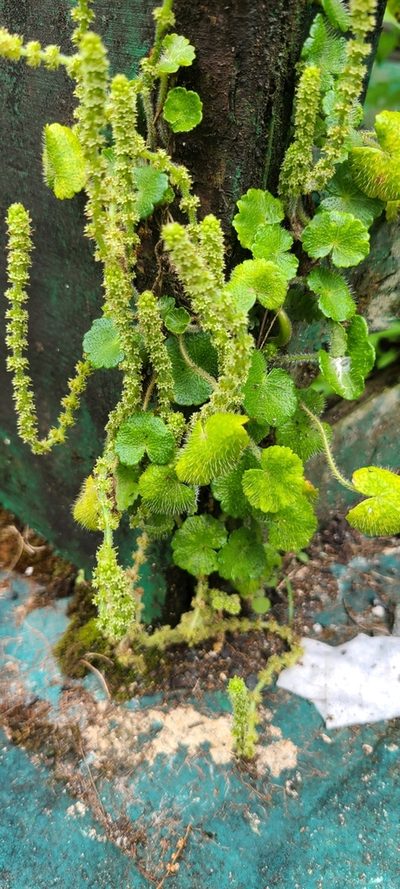 Hydrocotyle hirsuta, photographed by ritirene