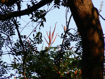 Moullava spicata, photographed by Dinesh Valke