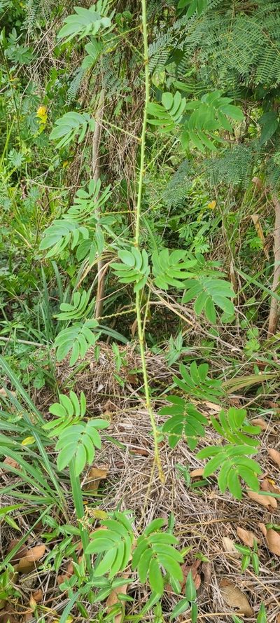 Mimosa casta, photographed by ritirene
