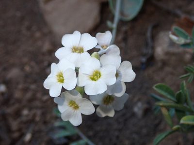 Physaria purpurea, photographed by Nolan Exe