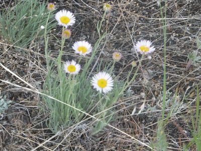 Erigeron filifolius, photographed by dougbrown