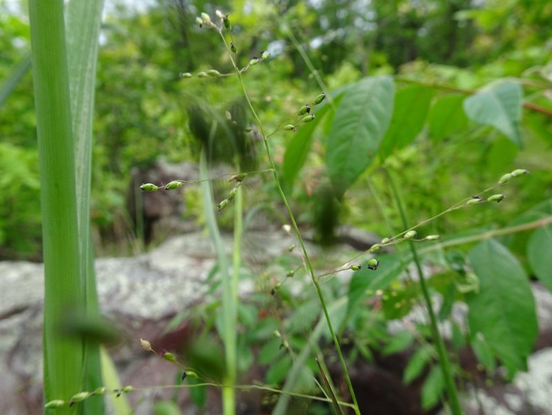 Dichanthelium linearifolium, photographed by Thomas Koffel