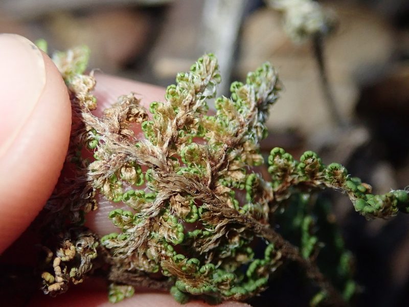 Myriopteris wootonii, photographed by Nolan Exe