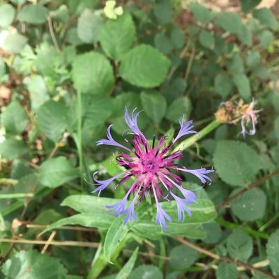 Centaurea triumfettii, photographed by Dario Taraborelli