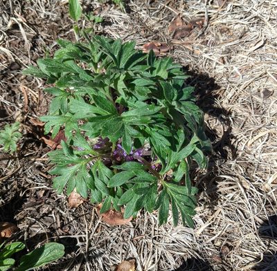 Hydrophyllum alpestre, photographed by Brodie Cass Talbott