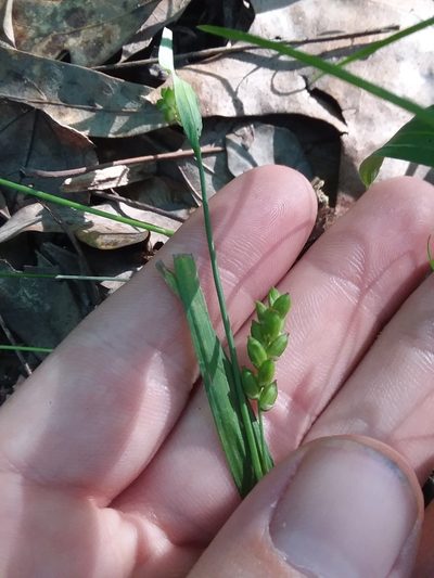 Carex pigra, photographed by Will McFarland