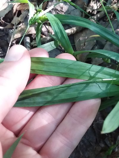 Carex pigra, photographed by Will McFarland