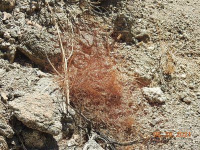 Eriogonum thomasii, photographed by Diana