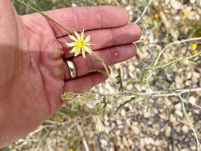 Mentzelia procera, photographed by CK2AZ
