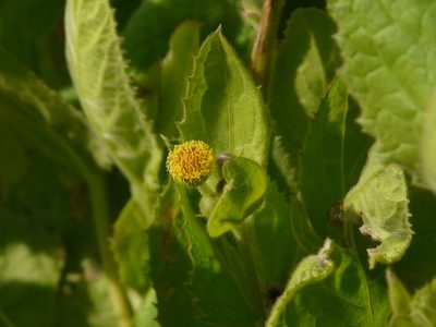 Blumea eriantha, photographed by Dinesh Valke