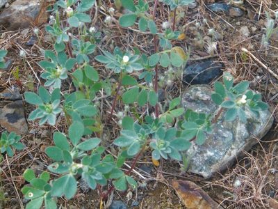 Acmispon denticulatus, photographed by dougbrown