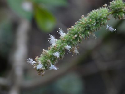 Pogostemon purpurascens, photographed by Dinesh Valke