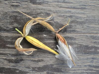 Cynanchum tunicatum, photographed by Cheongweei Gan