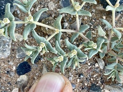 Euphorbia lata, photographed by CK2AZ