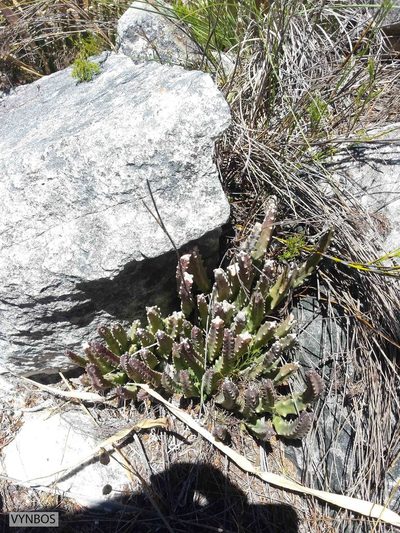 Stapelia hirsuta, photographed by Chris Vynbos