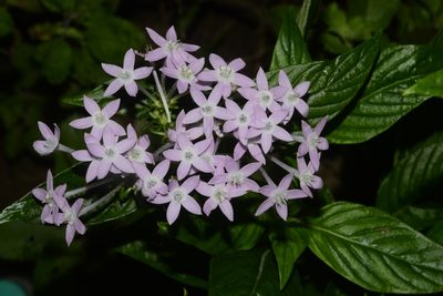 Pentas lanceolata, photographed by Afsar Nayakkan