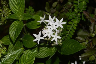 Pentas lanceolata, photographed by Afsar Nayakkan