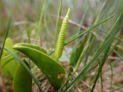 Ophioglossum vulgatum, photographed by Skjold Søndergaard