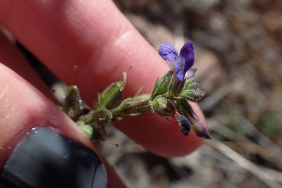 Stemodia durantifolia, photographed by Madeleine Claire