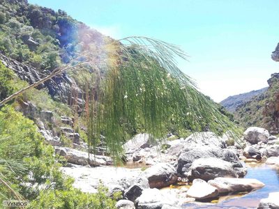 Psoralea fleta, photographed by Chris Vynbos
