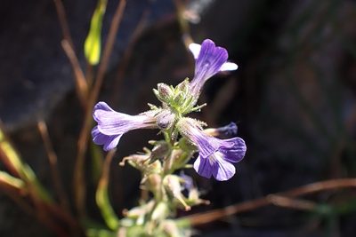 Stemodia durantifolia, photographed by Madeleine Claire