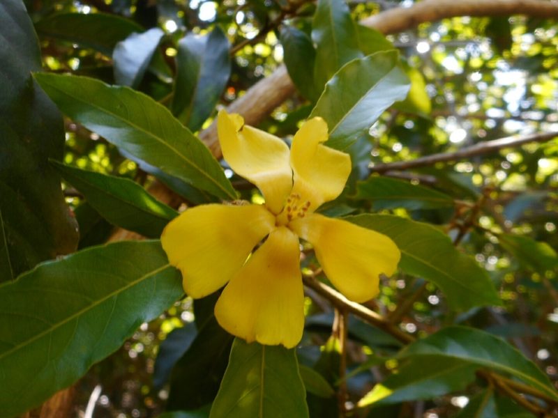 Hugonia poilanei, photographed by Eugene Popov