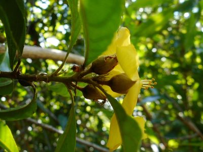 Hugonia poilanei, photographed by Eugene Popov