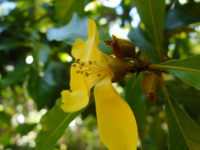Hugonia poilanei, photographed by Eugene Popov