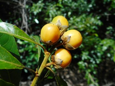 Hugonia poilanei, photographed by Eugene Popov