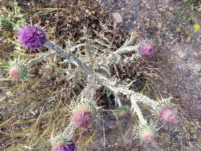 Onopordum macracanthum, photographed by Aissa Djamel Filali