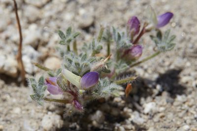 Lupinus concinnus, photographed by Ken-ichi Ueda