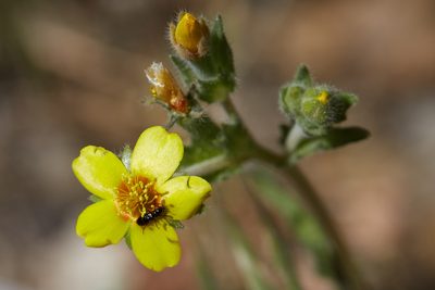 Mentzelia montana, photographed by Ken-ichi Ueda