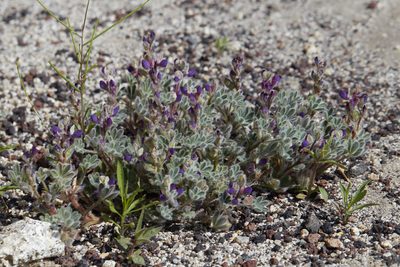 Lupinus concinnus, photographed by Ken-ichi Ueda