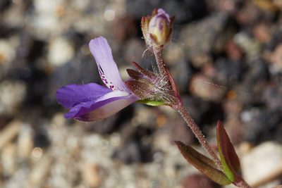 Collinsia concolor, photographed by Ken-ichi Ueda