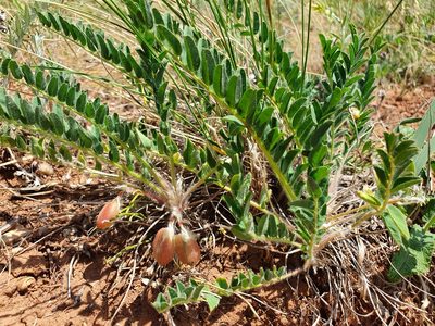 Astragalus buchtormensis, photographed by Анна Митрошенкова