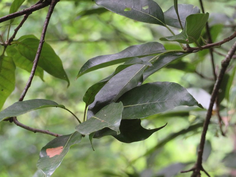Quercus acuta, photographed by Marco Mussita