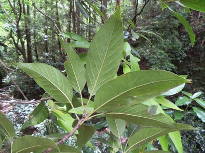 Quercus acuta, photographed by Marco Mussita