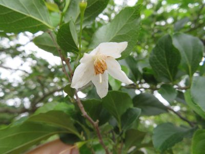 Styrax japonicus, photographed by Marco Mussita